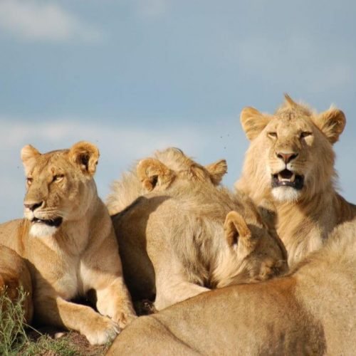 Lion's Pride
